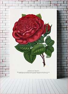 Πίνακας, Red rose, American Beauty lithograph