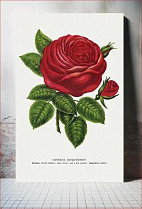 Πίνακας, Red rose, General Jacquemont flower lithograph