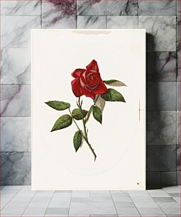 Πίνακας, Red rose
