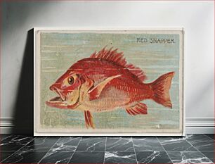 Πίνακας, Red Snapper, from the series Fishers and Fish (N74) for Duke brand cigarettes