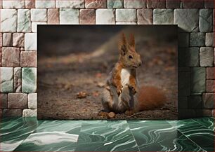 Πίνακας, Red Squirrel in the Forest Κόκκινος σκίουρος στο δάσος