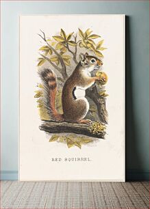 Πίνακας, Red squirrel