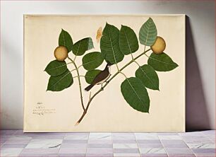 Πίνακας, Red-whiskered Bulbul and Aganais Ficus Moth on Kadamba Branch (1777) by Sheikh Zainuddin