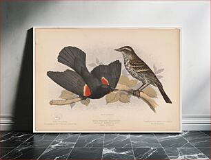 Πίνακας, Red-winged blackbird. Agelaius phœniceus vieill. 1. Male. 2. Female