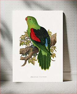 Πίνακας, Red-winged parakeet (Aprosmictus erythropterus) colored wood-engraved plate by Alexander Francis Lydon