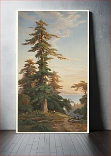 Πίνακας, Redwood trees, Santa Cruz Mts., Cal