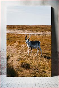 Πίνακας, Reindeer in a Field Τάρανδος σε ένα χωράφι