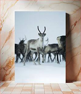 Πίνακας, Reindeer in Snowy Landscape Τάρανδος στο χιονισμένο τοπίο