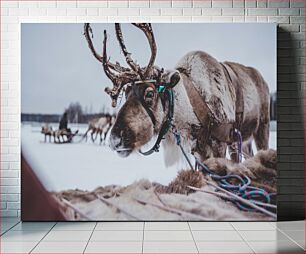 Πίνακας, Reindeer in Snowy Landscape Τάρανδοι στο χιονισμένο τοπίο