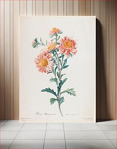 Πίνακας, Reine-Marguerite, from Fleurs Dessinees d'apres Nature