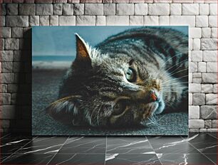 Πίνακας, Relaxed Cat Χαλαρή γάτα