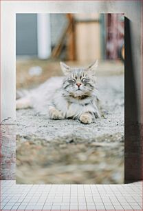 Πίνακας, Relaxed Cat Χαλαρή γάτα