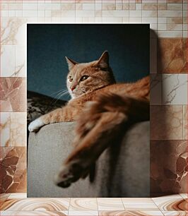 Πίνακας, Relaxed Cat on Sofa Χαλαρή γάτα στον καναπέ