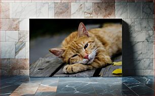 Πίνακας, Relaxed Cat on Wooden Surface Χαλαρή γάτα σε ξύλινη επιφάνεια