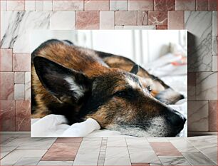 Πίνακας, Relaxed Dog at Home Χαλαρός σκύλος στο σπίτι