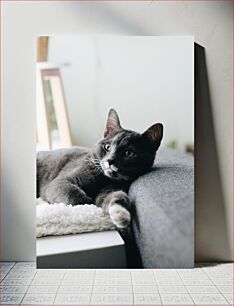 Πίνακας, Relaxed Gray Cat Χαλαρή γκρίζα γάτα