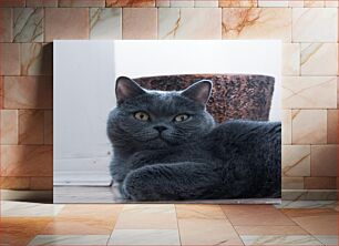 Πίνακας, Relaxed Grey Cat Χαλαρή γκρίζα γάτα