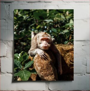 Πίνακας, Relaxed Monkey in the Wild Χαλαρός πίθηκος στην άγρια ​​φύση