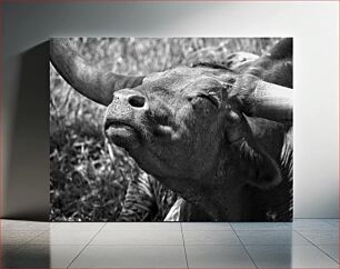 Πίνακας, Relaxing Bull in Black and White Χαλαρωτικός Ταύρος σε ασπρόμαυρο