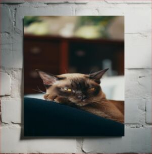 Πίνακας, Relaxing Cat Χαλαρωτική γάτα