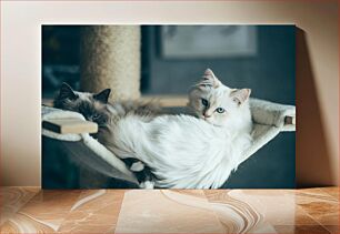 Πίνακας, Relaxing Cats on Hammock Χαλαρωτικές γάτες στην αιώρα