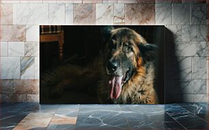 Πίνακας, Relaxing Dog Indoors Χαλαρωτικός σκύλος σε εσωτερικούς χώρους