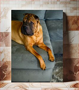 Πίνακας, Relaxing Dog on a Couch Χαλαρωτικό σκυλί σε καναπέ