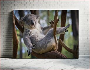 Πίνακας, Relaxing Koala on a Tree Χαλαρωτικό κοάλα σε ένα δέντρο