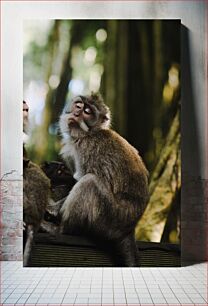Πίνακας, Relaxing Monkeys in the Forest Χαλαρωτικοί πίθηκοι στο δάσος