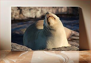 Πίνακας, Relaxing Seal Χαλαρωτική Φώκια