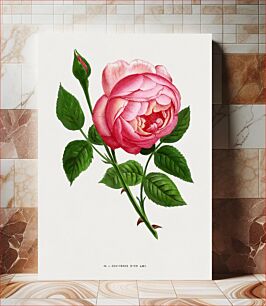 Πίνακας, Remembrance of a Rose Friend, vintage flower illustration by François-Frédéric Grobon