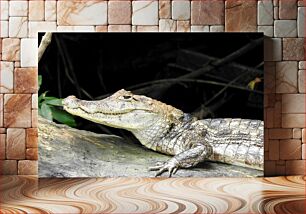 Πίνακας, Resting Alligator Αναπαυόμενος Αλιγάτορας