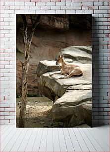 Πίνακας, Resting Antelope Αναπαυτική Αντιλόπη