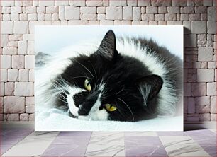 Πίνακας, Resting Cat Γάτα που ξεκουράζεται