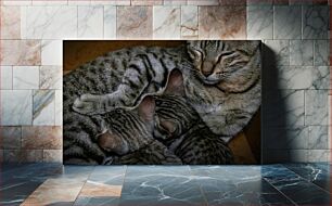 Πίνακας, Resting Cats Γάτες που ξεκουράζονται