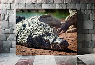 Πίνακας, Resting Crocodile in the Sun Αναπαυόμενος Κροκόδειλος στον Ήλιο