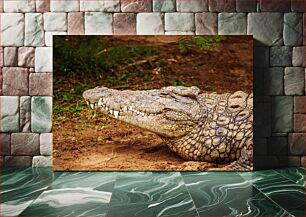 Πίνακας, Resting Crocodile Κροκόδειλος που ξεκουράζεται