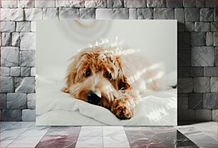 Πίνακας, Resting Dog on Bed Σκύλος που αναπαύεται στο κρεβάτι
