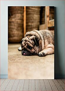 Πίνακας, Resting Dog on the Floor Σκύλος που ξεκουράζεται στο πάτωμα