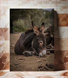 Πίνακας, Resting Donkey in Nature Ξεκουράζεται Γάιδαρος στη Φύση