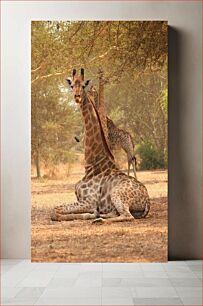 Πίνακας, Resting Giraffes Καμηλοπαρδάλεις που ξεκουράζονται