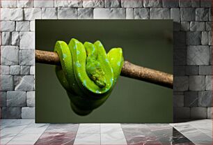 Πίνακας, Resting Green Python Resting Green Python