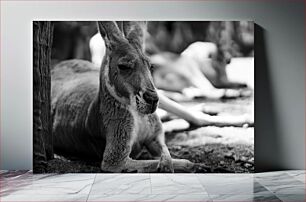 Πίνακας, Resting Kangaroo in Black and White Ξεκουράζεται καγκουρό σε ασπρόμαυρο