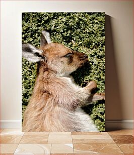 Πίνακας, Resting Kangaroo Καγκουρό που ξεκουράζεται