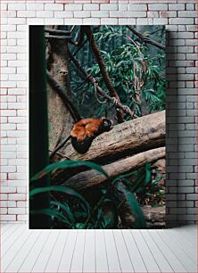 Πίνακας, Resting Lemur in the Jungle Αναπαύεται Λεμούριος στη Ζούγκλα