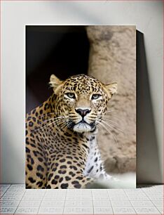 Πίνακας, Resting Leopard Αναπαυτική Λεοπάρδαλη
