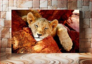 Πίνακας, Resting Lion Cub Ξεκουράζεται Lion Cub
