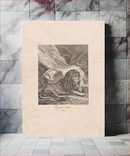 Πίνακας, Resting lion, Johann Elias Ridinger