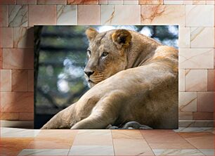 Πίνακας, Resting Lioness Αναπαυόμενη Λιονταρίνα