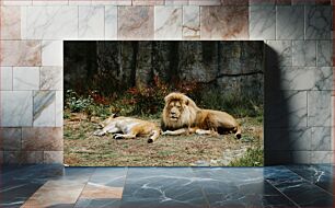 Πίνακας, Resting Lions Λιοντάρια που ξεκουράζονται